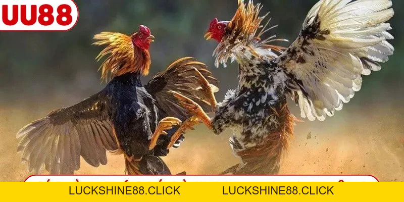 Đá Gà UU88 - Đỉnh Cao Giải Trí Và Hướng Dẫn Đặt Cược