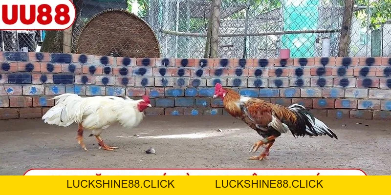 Đá Gà UU88 - Đỉnh Cao Giải Trí Và Hướng Dẫn Đặt Cược